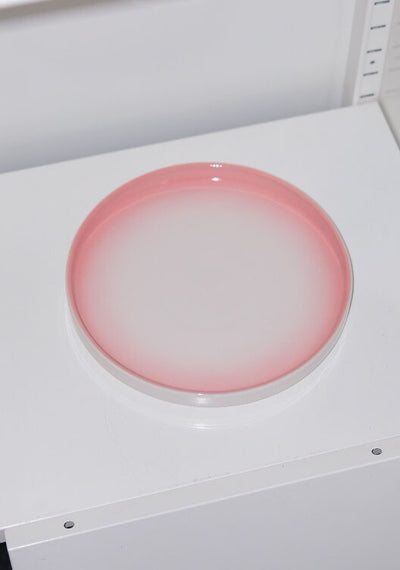 [HODU3"] Gredient Mug/plate (pink)